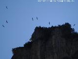 Pájaro Buitre leonado - Gyps fulvus. Poyón de Argasa - Villanueva del Arzobispo